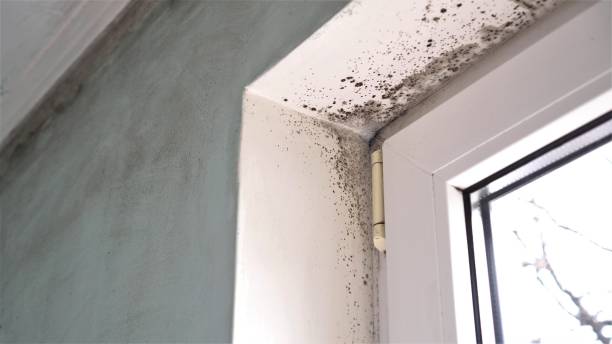 Best Industrial Mold Remediation  in Dalzell, SC