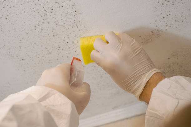 Best Mold Damage Restoration  in Dalzell, SC