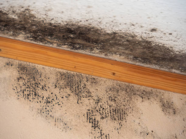 Best Mold Damage Restoration  in Dalzell, SC