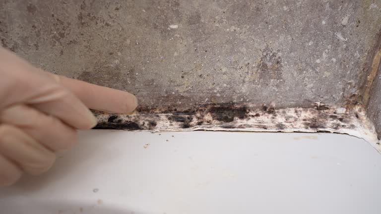 Best Emergency Mold Remediation  in Dalzell, SC